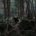 Floresta de Aokigahara no Japão cresceu sob lava seca, e ficou conhecida como "floresta suicida" pelo grande número de aventureiros mortos encontrados no local (Foto: Pinterest)