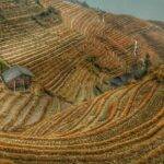 As regiões de plantações de arroz na Índia não serão uma terra frutífera daqui a alguns anos (Foto: Pexels)