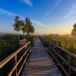 Pantanal - O Pantanal mato-grossense é um bioma lindo e cheio de biodiversidade para aproveitar e encontrar todo o tipo de animal brasileiro (Foto: Pixabay)