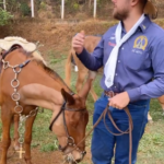 Ele ainda mostrou as mulas se alimentando e garantiu que estão sendo bem cuidadas (Foto: Instagram)