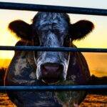 Cowspiracy: O Segredo da Sustentabilidade (Foto: Divulgação)