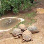 Além de poder visitar cerca de 250 animais, o espaço possui diversas atividades que promovem a reflexão acerca das temáticas ambientais. (Foto: Instagram)