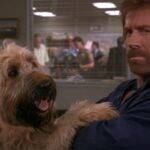 Chuck Norris também não fica de fora da lista. O grande astro participou de filmes de comédia nos anos 2000, como “Top Dog - Uma Dupla Animal” e “Com a Bola Toda”. (Foto: Divulgação)