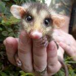 Os gambás são marsupiais, ou seja, animais que carregam os filhotes em uma bolsa. A fêmea do gambá pode chegar a ter 25 filhotes de uma única vez. As pessoas os conhecem por seu odor característico e desagradável, que funcionam como um recurso de defesa. Mas longe do cheiro, ninguém pode negar que eles são muito graciosos e encantadores. (Foto: Facebook)