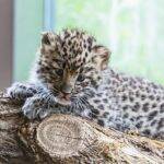 Os leopardos são animais lindos, que possuem manchas semelhante as das onças. Eles costumam ser mais noturnos, no entanto também podem ser vistos durante o dia. Apesar de serem grandes caçadores, eles não deixam de exalar fofura, principalmente quando ainda são filhotes. (Foto: Pixabay)