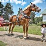 Big Jake se destacou no livro dos recordes de 2021, sendo o cavalo mais alto do mundo. O animal tinha 210,19 cm e nenhum outro cavalo conseguiu atingir sua marca. (Foto: divulgação)