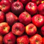 A maçã é uma fruta cheia de benefícios. Ela diminui riscos de diabete, previne o câncer e cáries, combate a asma e ainda fortalece o sistema imunológico. (Foto: Unsplash)