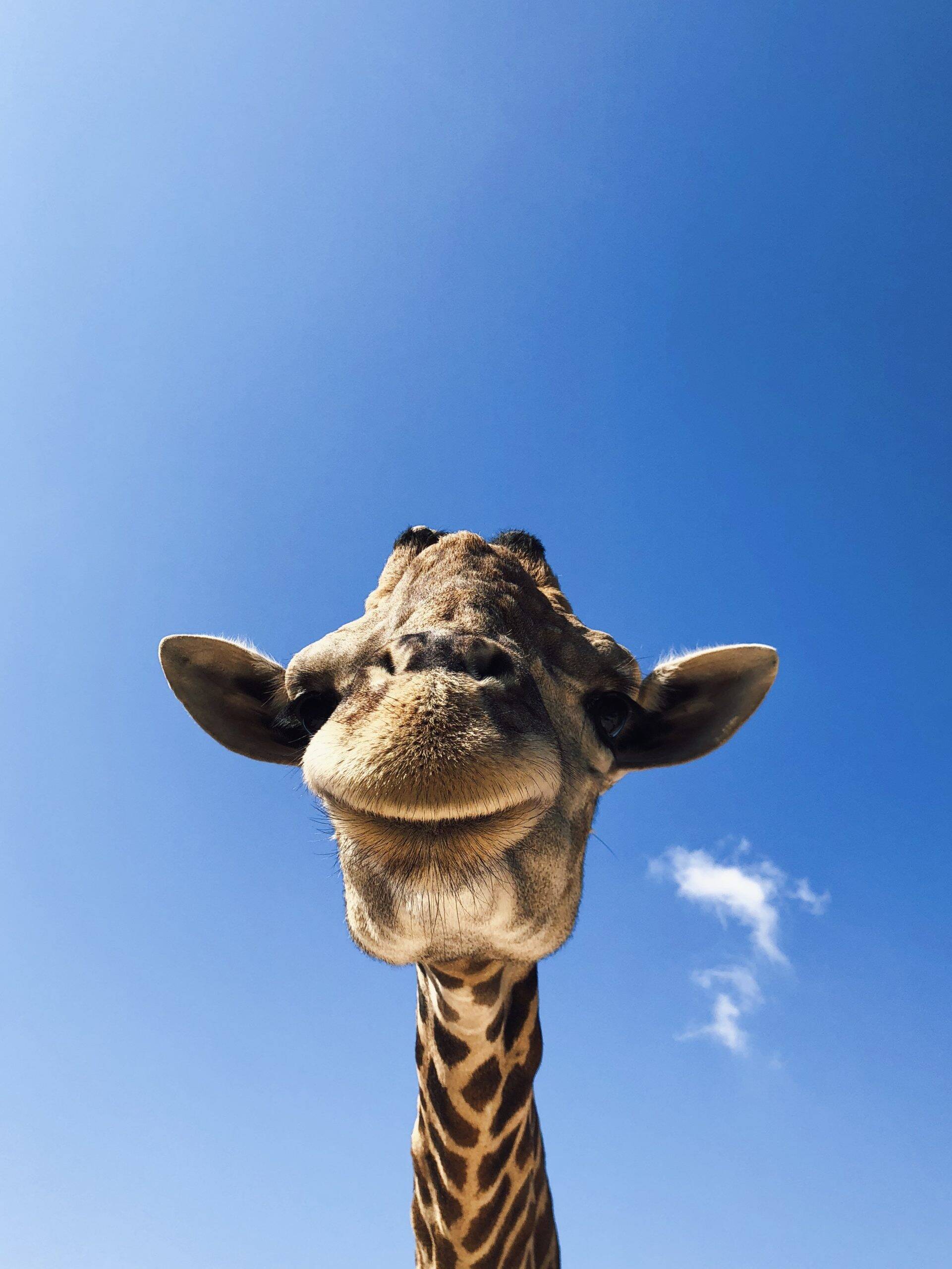 As girafas são os animais mais altos do mundo, podendo chegar até seis metros de altura. Mas por trás desse tamanho todo, tem muita fofura. Elas vivem em torno de 25 anos e as fêmeas costumam ter apenas um filhote durante esse período. Os bebês nascem em média com 1,5 metro de altura e é impossível não se encantar com os pequenos, ops grandes. (Foto: Pexels)