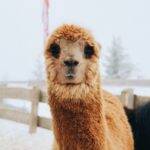 As alpacas fazem parte da mesma família que as Lhamas e podem ser encontradas principalmente, no norte da Argentina e do Chile. É difícil ver filhotes do animal, pois a fêmea só dá um por ano, sendo muito raro acontecer de nascer mais. Com toda sua fofura, o bichinho já caiu nas graças do povo e vem se tornando estampa de roupas e até objeto dê decoração. (Foto: Unsplash)