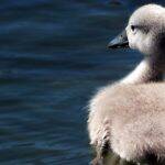 Cisne é uma linda ave aquática que pode chegar a ter 1,70 metro de comprimento e pesar até 20 quilos. Uma de suas marcantes características é o grande pescoço. Apesar de no conto “O patinho feio”, o cisne filhote não ser considerado bonito, na vida real é totalmente diferente, tendo em vista que s pequena ave é super fofa. (Foto: Pixabay)