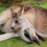 Cangurus são animais australianos, que se destacam justamente pela maneira de desenvolvimento de seus filhotes. Os bebês nascem medindo apenas 2,5 centímetros e permanecem em uma espécie de bolsa chamada de marsúpio. Eles ficam ali até conseguirem ter capacidade de se manterem sozinhos. Não dá pra negar que são um dos filhotinhos mais fofos que existem!