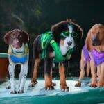 Supercães: A série acompanha um grupo de super-heróis caninos que embarcam em uma grande aventura para ajudar uma alienígena fofinha a voltar para casa. Tudo começa quando os charmosos cãezinhos Luna, Otis, Champ e Haggis vão morar com novos companheiros. (Foto: Divulgação)