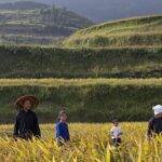 Qiu mora em uma pequena cidade no sul da China. Ela é criada pela avó, enquanto os pais tentam ganhar a vida na cidade grande. Mas com a morte da avó, os dois são obrigados a retornar à cidadezinha, mudando a vida de A Qiu. (Foto: Divulgação)