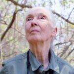 Jane Goodall: A Esperança (Foto: Divulgação)