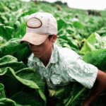 Vidas Tragadas: O filme, com duração de 32 minutos, traz entrevistas inéditas com famílias de agricultores, adolescentes em situação de trabalho infantil, pesquisadores, agentes de saúde e professores das regiões produtoras de fumo. O trabalho também rendeu um livro-reportagem, lançado no mês de outubro, nos três estados. (Foto: Divulgação)