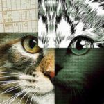 Don't F5ck with Cats: Uma Caçada Online, 2019 (Foto: Divulgação)