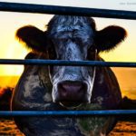 Cowspiracy: O Segredo da Sustentabilidade (Foto: Divulgação)