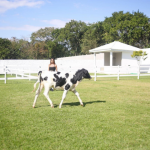 Isso porque a influenciadora coloca nomes de famosos nos bichos. Ela tem uma vaca, chamada Camila Queiroz (que foi, inclusive, aprovado pela atriz). (Foto: Reprodução/Instagram)