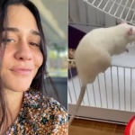 Alessandra Negrini adotou dois ratinhos, um cinza, chamado Remi, e outro branco, de nome Bruno. (Fotos: Instagram/Montagem)