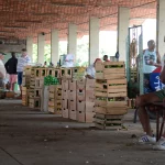 A Conab explica que isso se deve à produção pulverizada pelo país, que permite que a oferta se encontre mais próxima aos centros consumidores, com menores custos de logística. (Foto: Agência Brasil)