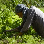 A cenoura também apresentou queda na média ponderada, mas não em todos mercados pesquisados. (Foto: Agência Brasil)