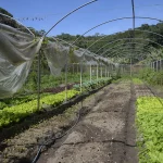 A oferta deste produto foi menor no atacado, na comparação com o observado em agosto, devido às chuvas e às temperaturas altas registradas no último mês. (Foto: Agência Brasil)