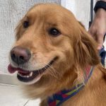 O desespero das vítimas foi ainda maior porque, dentro do carro da família levado pelos assaltantes, estava Soraia, de 2 anos, uma cadela da raça golden retriever. (Foto: PMSP)