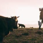 A linha de crédito, chamada de Programa de Capitalização de Cooperativas Agropecuárias (Procap-Agro Giro) Faixa 2, será operada pelo Banco Nacional de Desenvolvimento Econômico e Social (BNDES) e pelo Banco do Brasil (BB). (Foto: Unsplash)