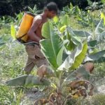 Os trabalhadores, oriundos da mesma região, moravam em acomodações improvisadas perto do local de trabalho. (Foto: MPT)