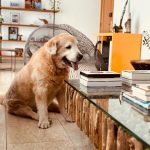 No Instagram, o artista escreveu uma linda homenagem para o pet que ficou ao seu lado durante 11 anos (Foto: Instagram)