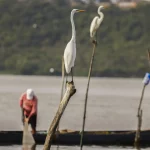 Os limites de captura aplicam-se às espécies albacora-branca (Thunnus alalunga), albacora-bandolim (Thunnus obesus), espadarte (Xiphias gladius) e tubarão-azul (Prionace glauca), tanto em águas nacionais quanto internacionais, incluindo a Zona Econômica Exclusiva (ZEE). (Foto: Agência Brasil)