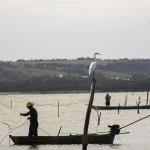 Já para o tubarão-azul, popularmente conhecido como cação, a captura autorizada foi de até 3.481 toneladas. (Foto: Agência Brasil)