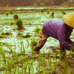 O desempenho do setor agropecuário foi o grande destaque, com um aumento de 15,1%, impulsionado pela safra recorde de grãos, especialmente soja e milho. (Foto: Unsplash)