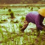 Essa realidade preocupante exige medidas urgentes para garantir o acesso à alimentação saudável para todos. (Foto: Unsplash)