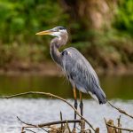 Com isso, em todo o estado de Mato Grosso, já são 3.971 focos de queimadas. (Foto: Pexels)