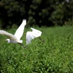 O Pantanal é um bioma adaptado ao fogo e se recupera em ciclos, entretanto a atividade humana é a principal causa dos incêndios na região, representando cerca de 84%. (Foto: Pexels)