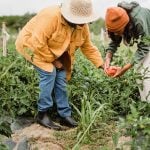 Com isso, o documento indica que mais de 2,4 bilhões de pessoas, de uma força de trabalho global de 3,4 bilhões estão, provavelmente, expostas ao calor excessivo em algum momento da sua jornada de trabalho. (Foto: Pexels)