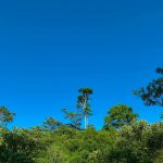 Além das áreas federais, o programa também apoiará projetos de concessão em estados da Amazônia. (Foto: Unsplash)