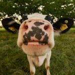 Essa conquista possibilita ao Brasil exportar carne bovina para nações como Japão e Coreia do Sul, que apenas adquirem de mercados livres da doença sem vacinação. (Foto: Unsplash)