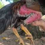 Posteriormente, as aves seriam comercializadas para interessados na atividade. (Foto: PMA)