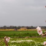 Em comparação a março de 2024, a agroindústria também apresentou expansão de 0,8%, já considerando os ajustes sazonais. (Foto: Unsplash)