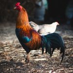 O responsável foi notificado a desfazer os galinheiros e a manter os animais soltos no quintal da fazenda onde reside ou em cercados maiores, em condições salubres, sujeito a fiscalização a qualquer momento. (Foto: Unsplash)