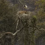 Santos explicou que a operação com o sistema MAFFS segue um protocolo rigoroso. Inicia-se com a coordenação em solo para identificar as áreas prioritárias de combate ao fogo. (Foto: Agência Brasil)