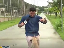 O repórter João Neto falava sobre a prática de atividades físicas ao ar livre quando foi surpreendido pelo cachorro, que pediu carinho e mordeu os fios da transmissão. (Foto: Tv Globo)