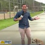 Enquanto o repórter ainda anunciava a matéria na abertura do telejornal, o cachorro pulou nele, fazendo-o rir. (Foto: Tv Globo)