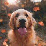 Pesquisas indicam que cachorros podem detectar compostos orgânicos voláteis liberados por tumores. (Foto: Unsplash)