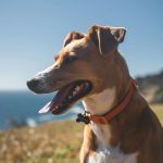 Ele tentou manter a concentração e continuar com a entrada ao vivo, mas o animal não desistiu de ganhar sua dose de atenção e começou a morder os fios da câmera. (Foto: Unsplash)