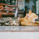 Um deles obrigava os criadores de cães e gatos a terem veterinários cadastrados no Conselho Regional de Medicina Veterinária (CRMV-SP) em seu quadro de responsáveis técnicos. (Foto: Pexels)