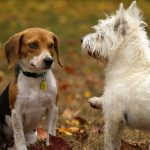 Cães e gatos não podem ser expostos em vitrines fechadas ou em condições exploratórias que os causem desconforto e estresse. (Foto: Pexels)