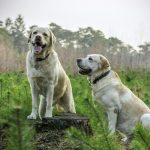 Entrou em vigor na última quinta-feira (11), a lei que regulamenta a venda de cães e gatos em todo o estado de São Paulo. (Foto: Pexels)